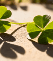 地面上的三叶草特写2398#横