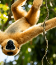 倒挂树枝的金丝猴84#横屏 