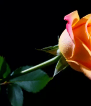 单支双色玫瑰花特写4537#横屏 