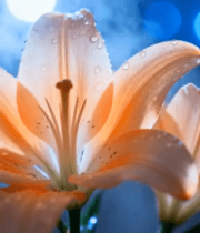 带水珠的粉色百合花特写2850#横