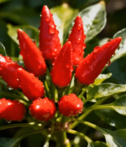 带水珠的红辣椒特写3349#横