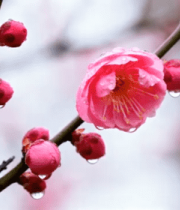 带水珠盛开的粉色梅花特写374#横