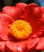 带水珠的红色山茶花特写5361#横屏 