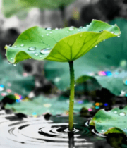 带水珠的荷叶特写(1)4136#横