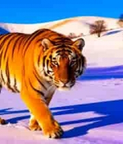  雪地猛虎行走特写2608#横屏 