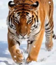  雪地老虎行走特写2606#横屏 	 