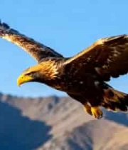  雄鹰翱翔山脉蓝天2579#横屏 	 