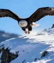  雄鹰展翅雪地2582#横屏 	 