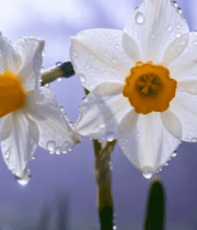 带水珠的白色水仙花特写1280#横