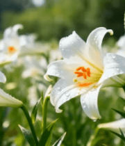 带露珠的白色百合花素材4214#横