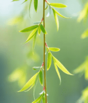 垂柳嫩绿柳叶特写4696#横