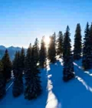  雪山松林阳光雪景2674#横屏 	 