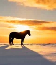  雪夜村庄月光夜景2703#横屏 	 