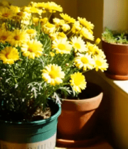 窗台上的黄色菊花盆栽1285#横屏 