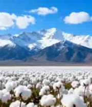  雪山下的棉花田2683#横屏 	 -