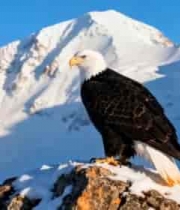  血液细胞流动动画2735#横屏 	 