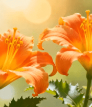 橙子入水溅起水花瞬间2633#横屏 