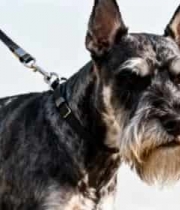  雪纳瑞户外写真2639#横屏 	 