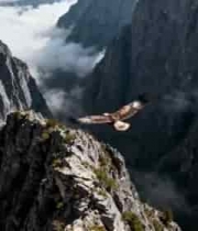  雄鹰翱翔高山云海2578#横屏 	 