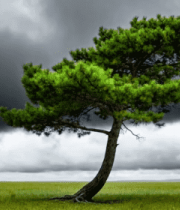 草原上倾斜的松树5522#横