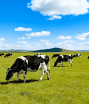 草原上奶牛吃草场景536#横