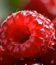  新鲜红树莓特写镜头2537#横屏 	 