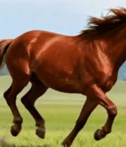 草原上骏马奔跑画面789#横屏 