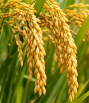成熟稻穗特写2410#横