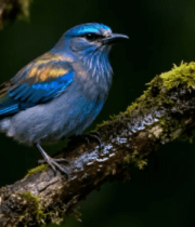 彩色小鸟栖息树枝特写4139#横