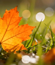 草地上的橙色枫叶特写817#横