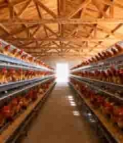  现代化养鸡场内部环境2477#横屏 
