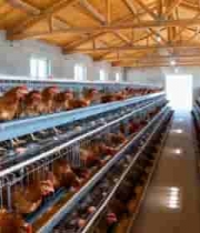  现代化养鸡场内部实拍2478#横屏 	 