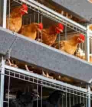  现代化养鸡场笼养场景2474#横屏 	 