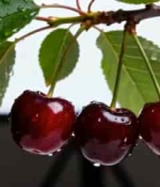  鲜红樱桃挂枝头特写2449#横屏 	 