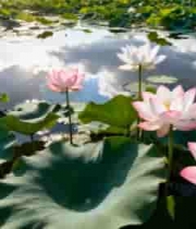  夏日荷塘荷花盛开2439#横屏 	 -