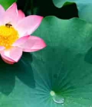  夏日荷花盛开美景2438#横屏 