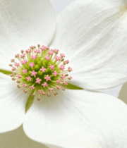 白色花朵特写5197#横屏 