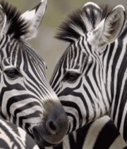 斑马特写画面1323#横