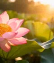  夕阳下盛开的粉色荷花2413#横屏 	 