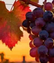  夕阳下的紫葡萄串2408#横屏 	 