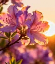  夕阳下盛开的紫色杜鹃花2414#横屏 	 