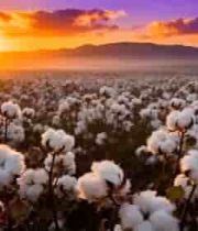  夕阳下的棉花田2397#横屏 	 
