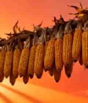  夕阳下的玉米丰收2405#横屏 	 