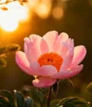  夕阳下的粉色芍药花2377#横屏 	 