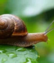  蜗牛趴在带露珠的绿叶上2334#横屏 	 
