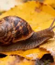  蜗牛爬过带露秋叶2335#横屏 	 