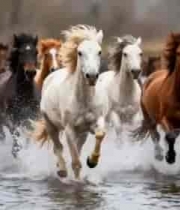  万马奔腾踏浪而过2268#横屏 	 