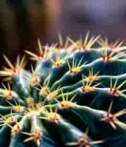  特写仙人球绿色植物2232#横屏 	 