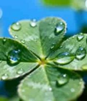  四叶草与露珠特写2208#横屏 	 