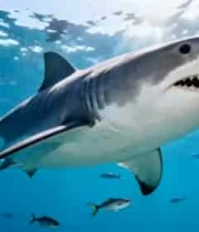  深海霸主大白鲨特写2063#横屏 	 